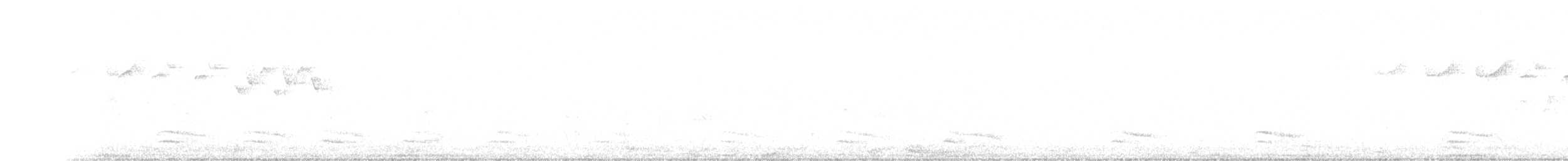 lesňáček černobílý - ML350299791