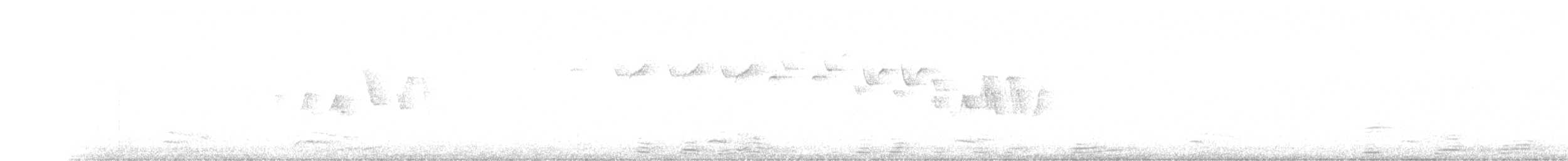 lesňáček černobílý - ML350299811