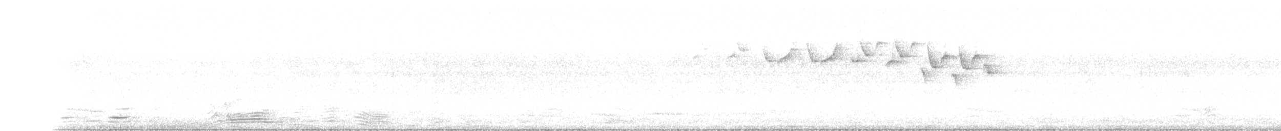 lesňáček černobílý - ML350299821
