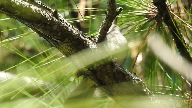 Green-backed Sparrow - ML350301121