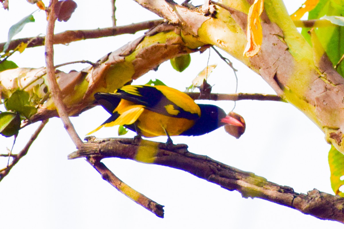 Black-hooded Oriole - ML350301531