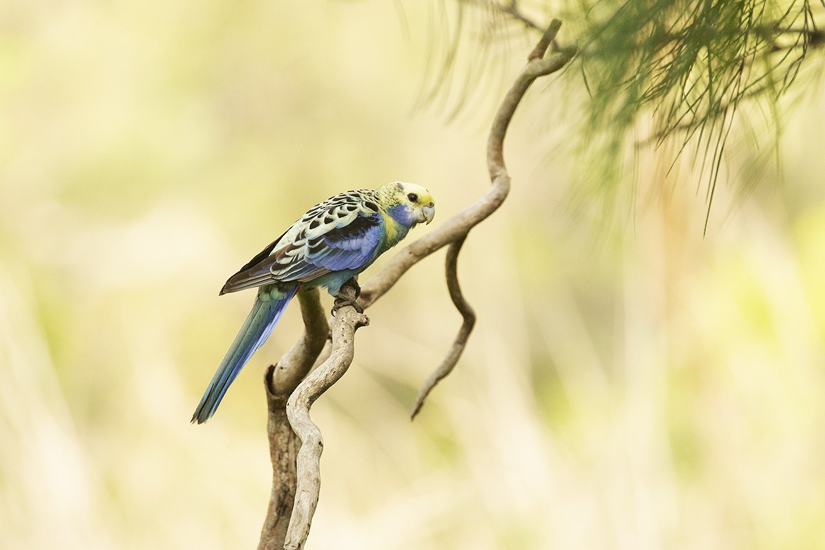 Pale-headed Rosella - Tony Palliser