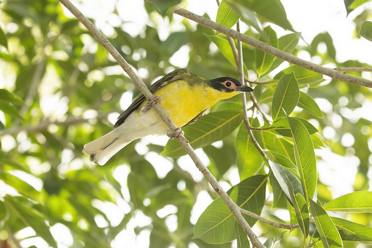 Australasian Figbird - ML350303781