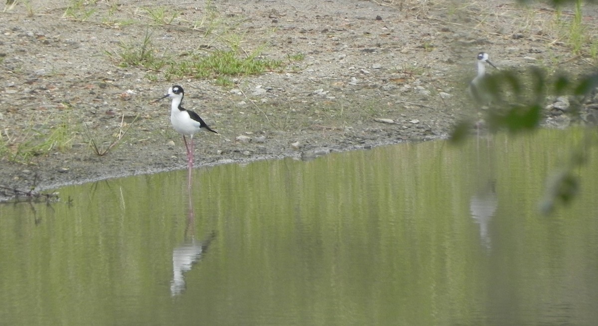 Cigüeñuela Cuellinegra - ML350306261