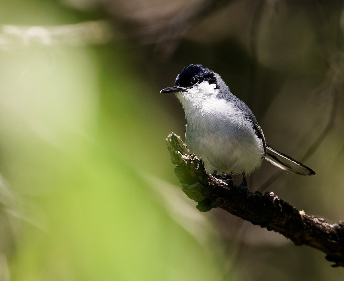 White-lored Gnatcatcher - ML350311111