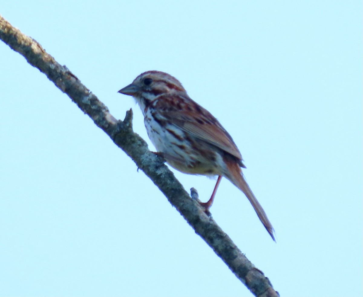 Song Sparrow - ML350313131