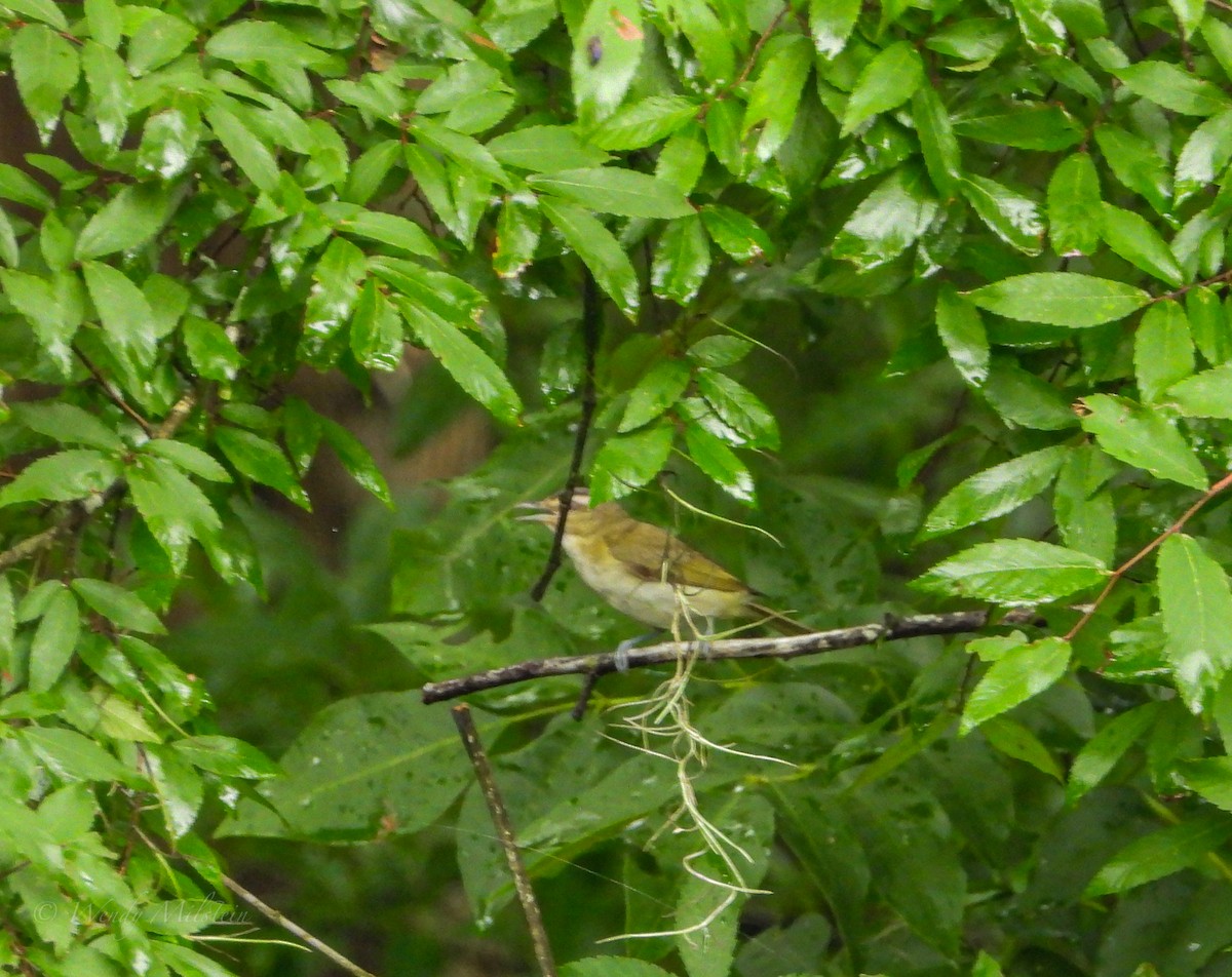 rødøyevireo - ML350314591