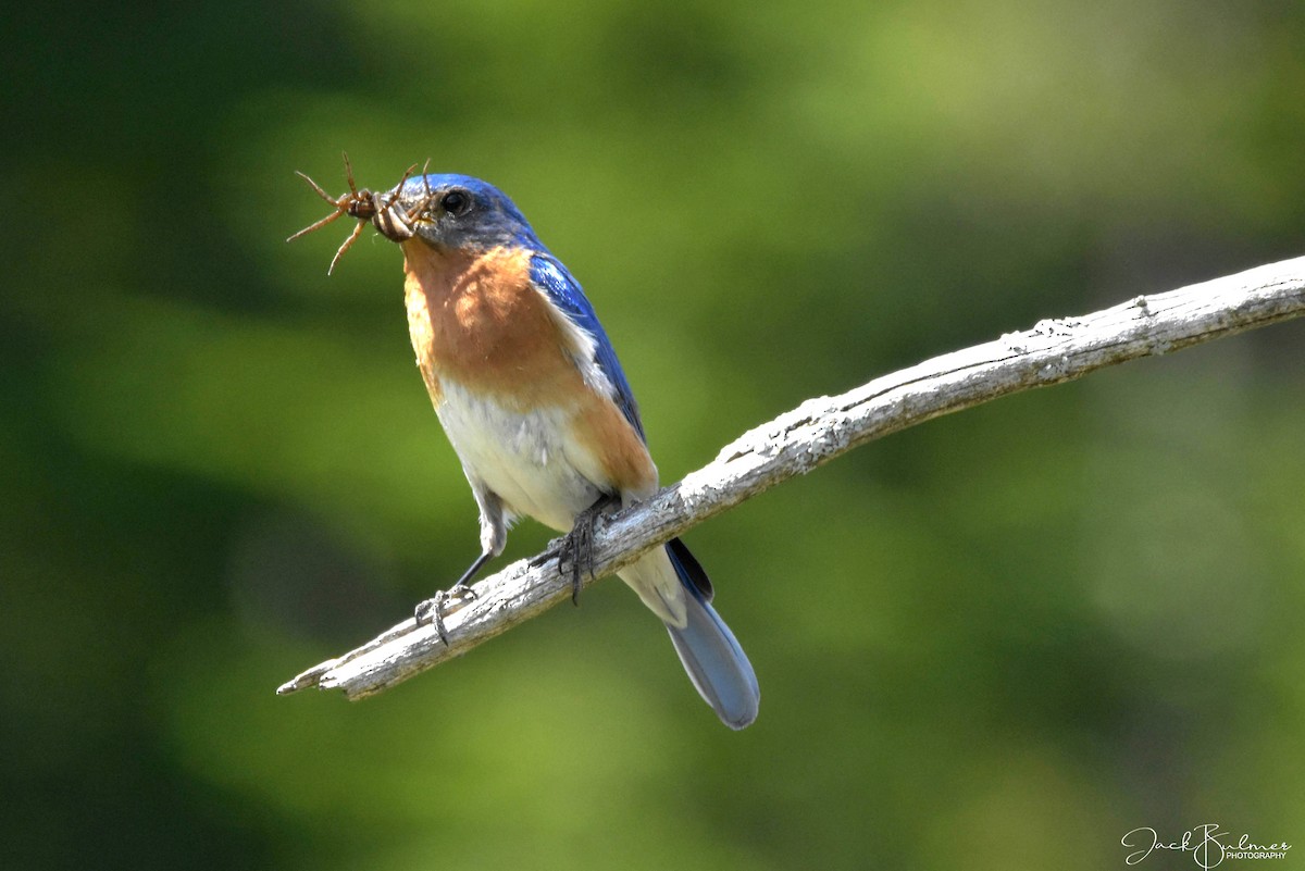 Eastern Bluebird - ML350317181