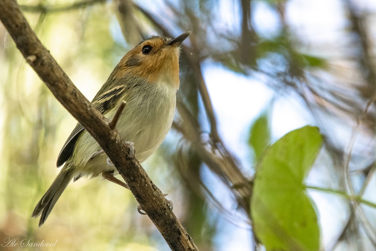 Ochre-faced Tody-Flycatcher - ML350317271