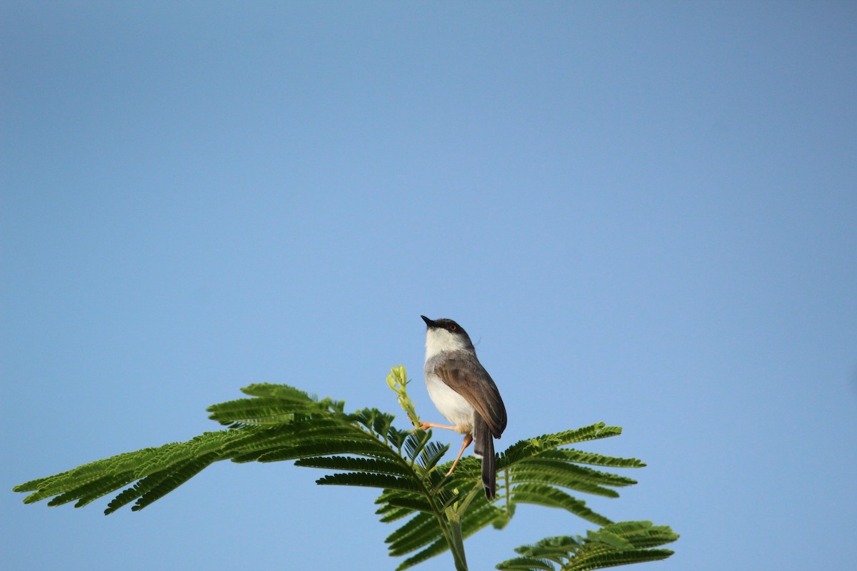 Prinia de Hodgson - ML350317321