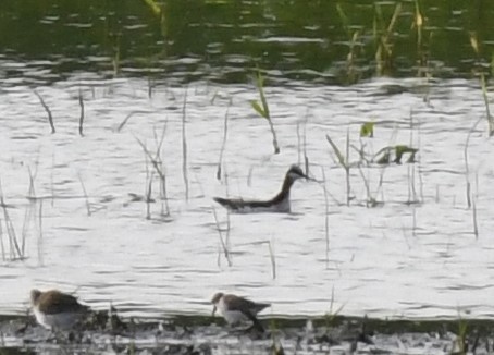Wilson's Phalarope - ML350317531