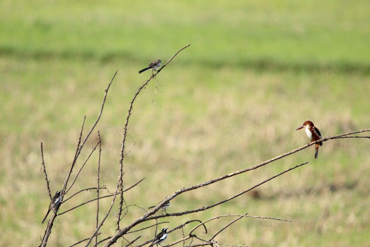 White-throated Kingfisher - ML350317931