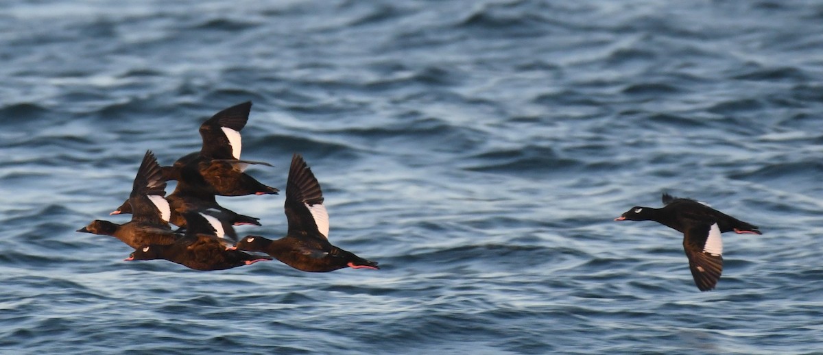 White-winged Scoter - ML350318351