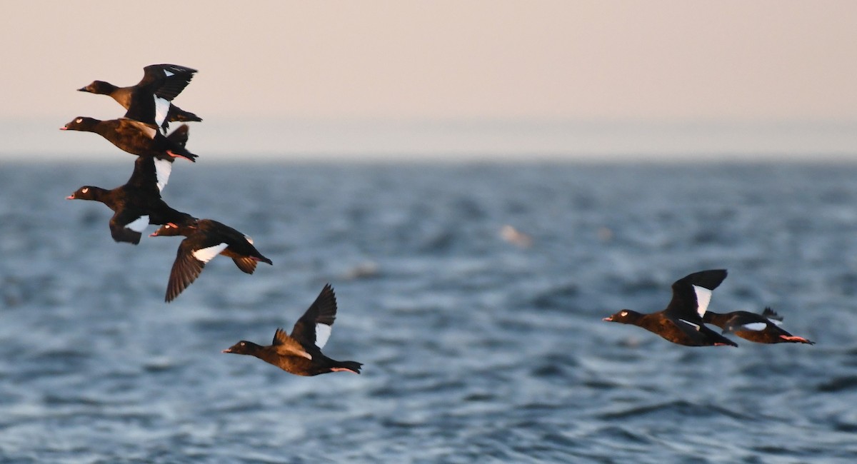 White-winged Scoter - ML350318381