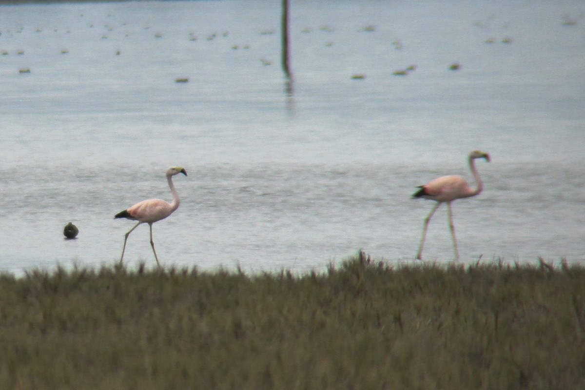 Andean Flamingo - Miguel Avalos