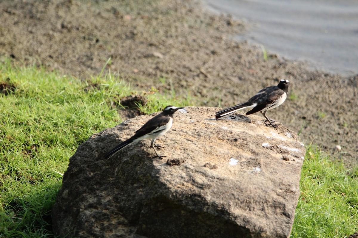 White-browed Wagtail - ML350318441