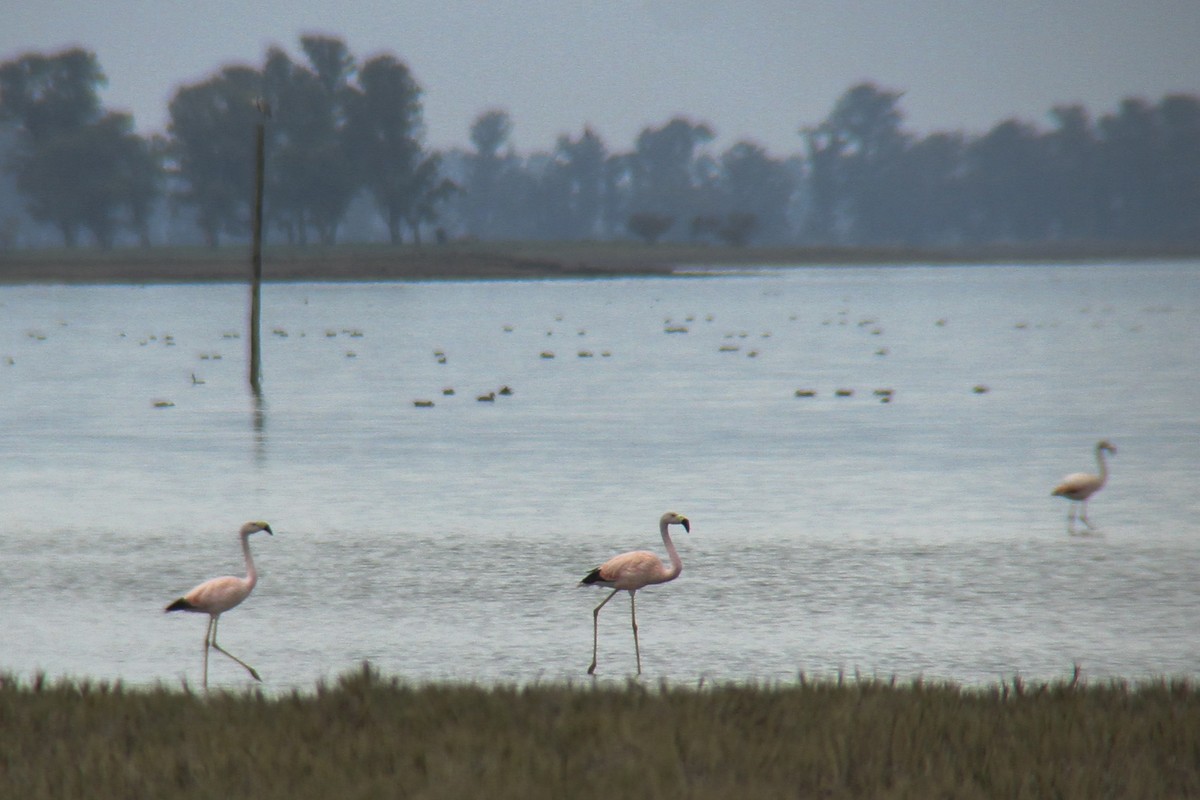 Andean Flamingo - Miguel Avalos