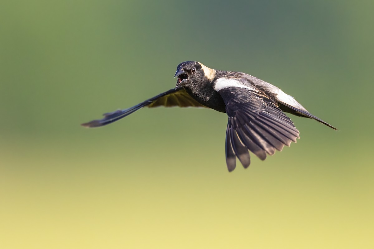 Bobolink - Ryan Sanderson