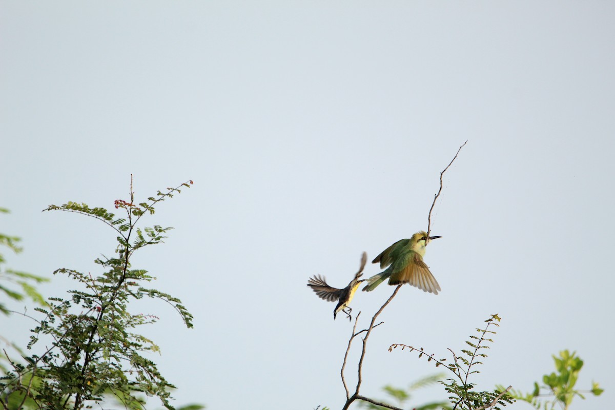 Asian Green Bee-eater - ML350318881