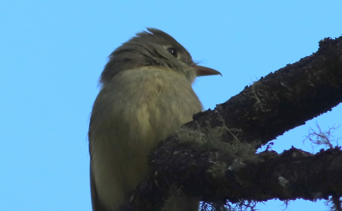 Western Flycatcher (Cordilleran) - ML350318891