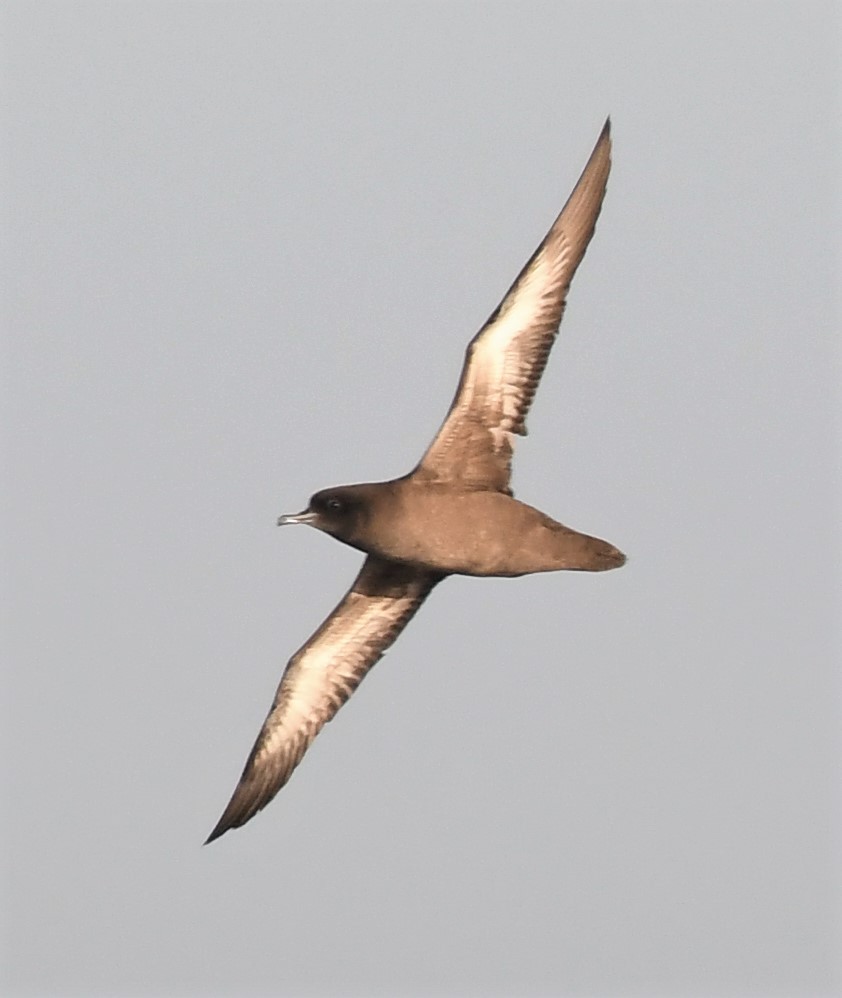 Sooty Shearwater - ML350318941