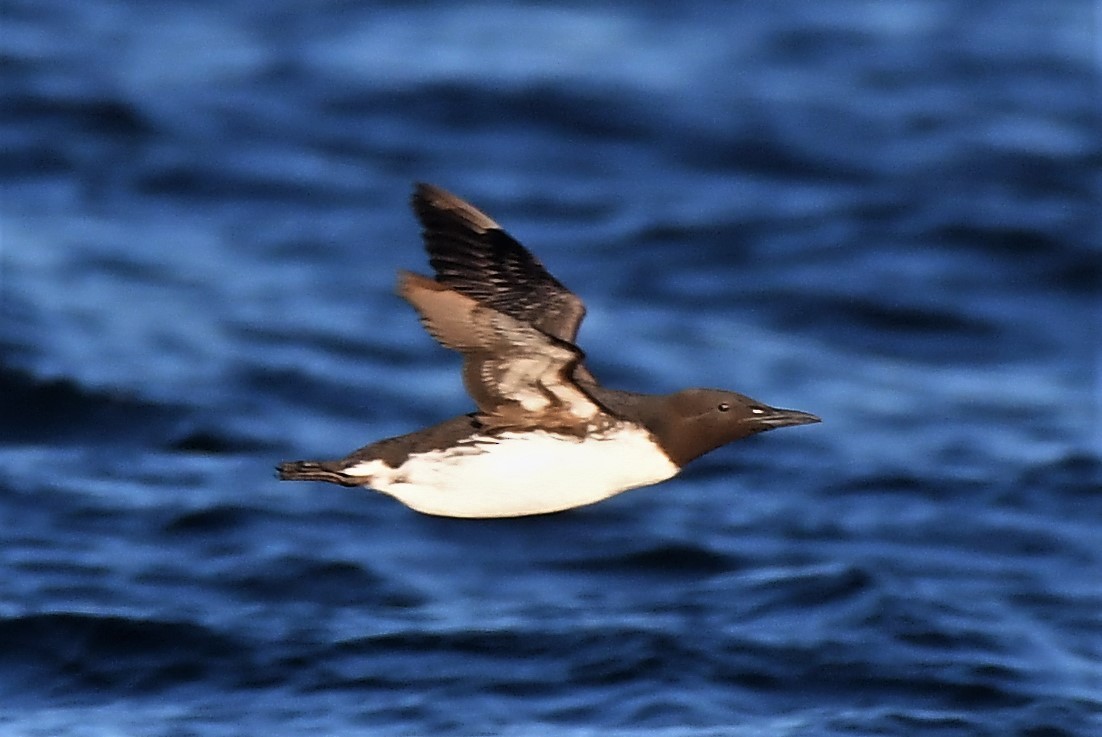 Common Murre - David True