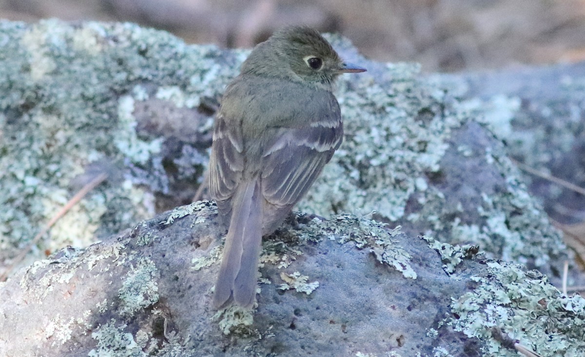 Western Flycatcher (Cordilleran) - ML350319011