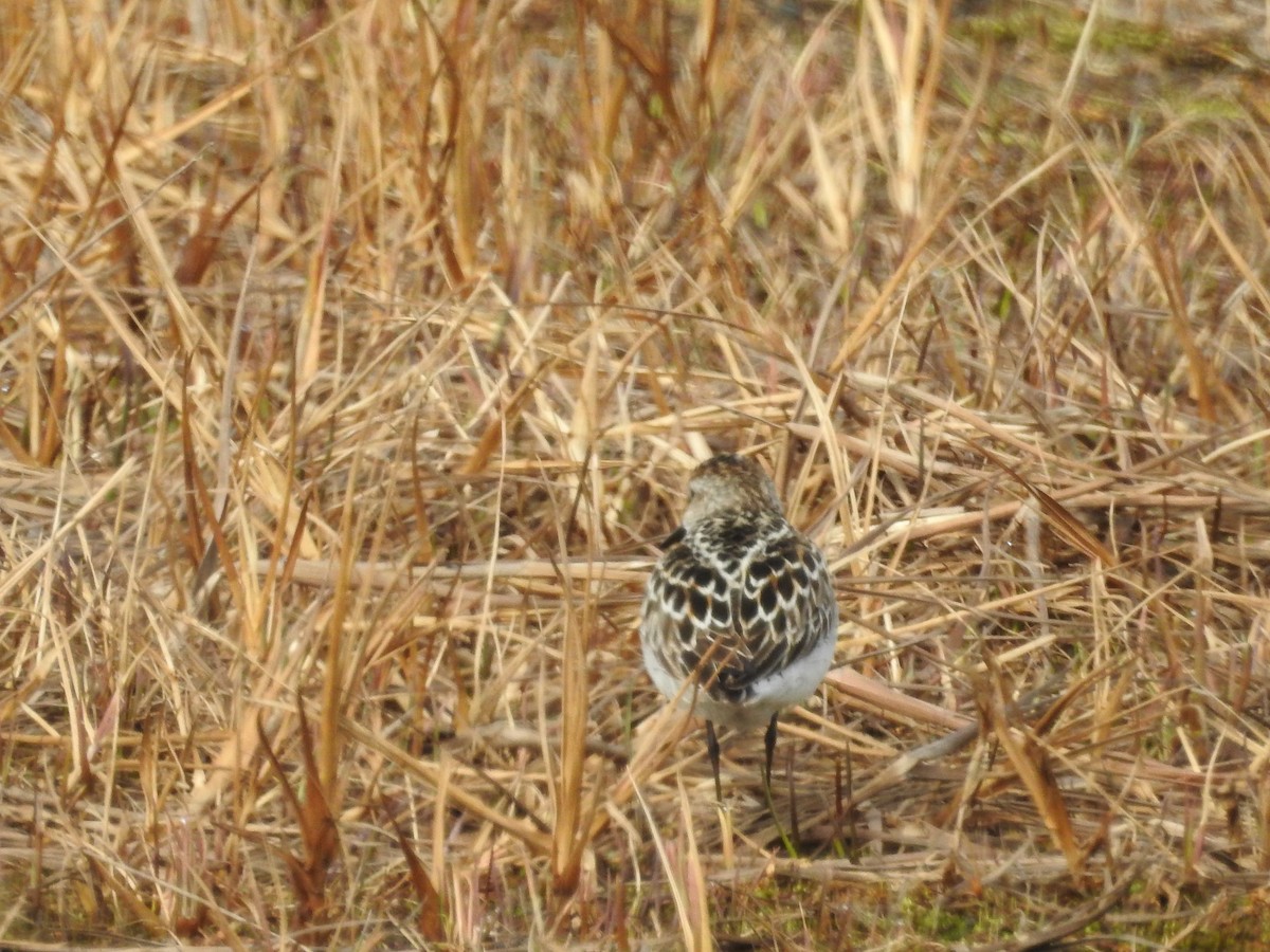 Little Stint - ML350319031