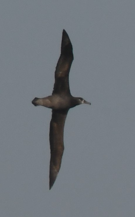 Black-footed Albatross - ML350319311