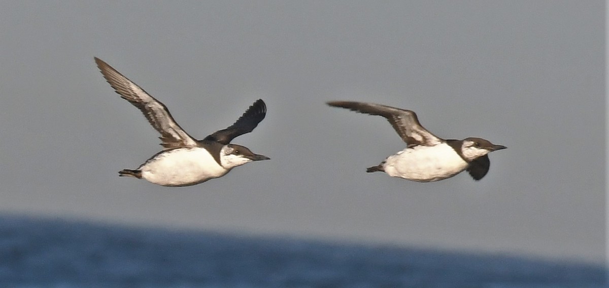 Common Murre - ML350319421