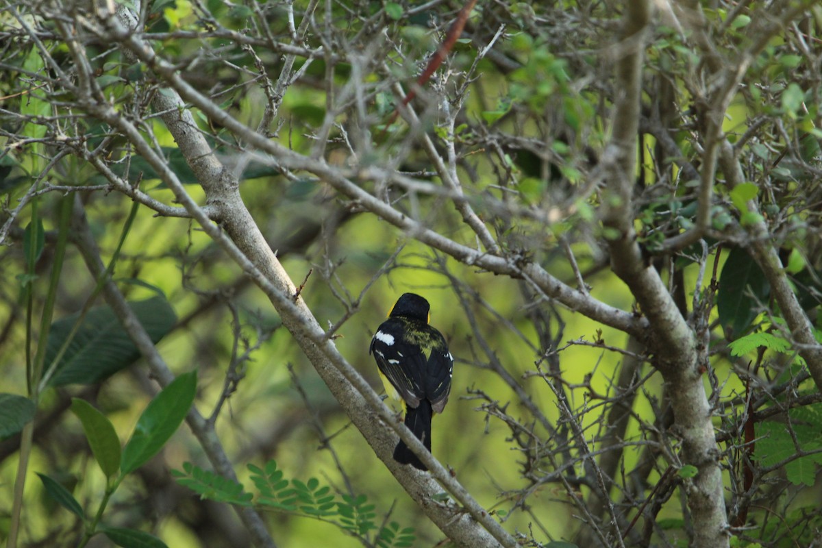 Common Iora - ML350319601