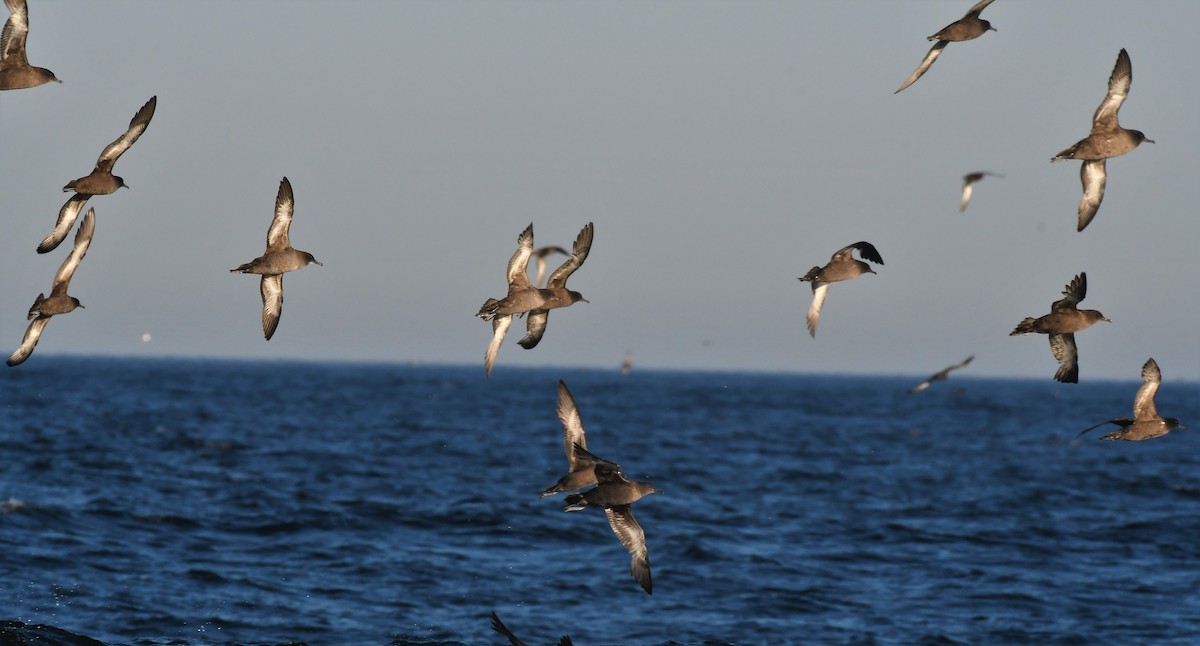 Sooty Shearwater - ML350320051