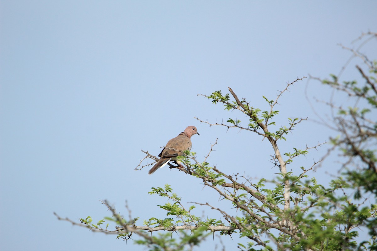 Laughing Dove - ML350320061