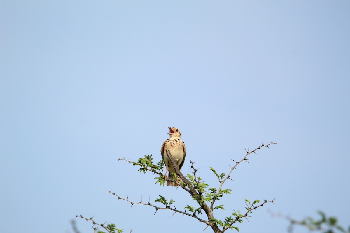 Jerdon's Bushlark - ML350320161