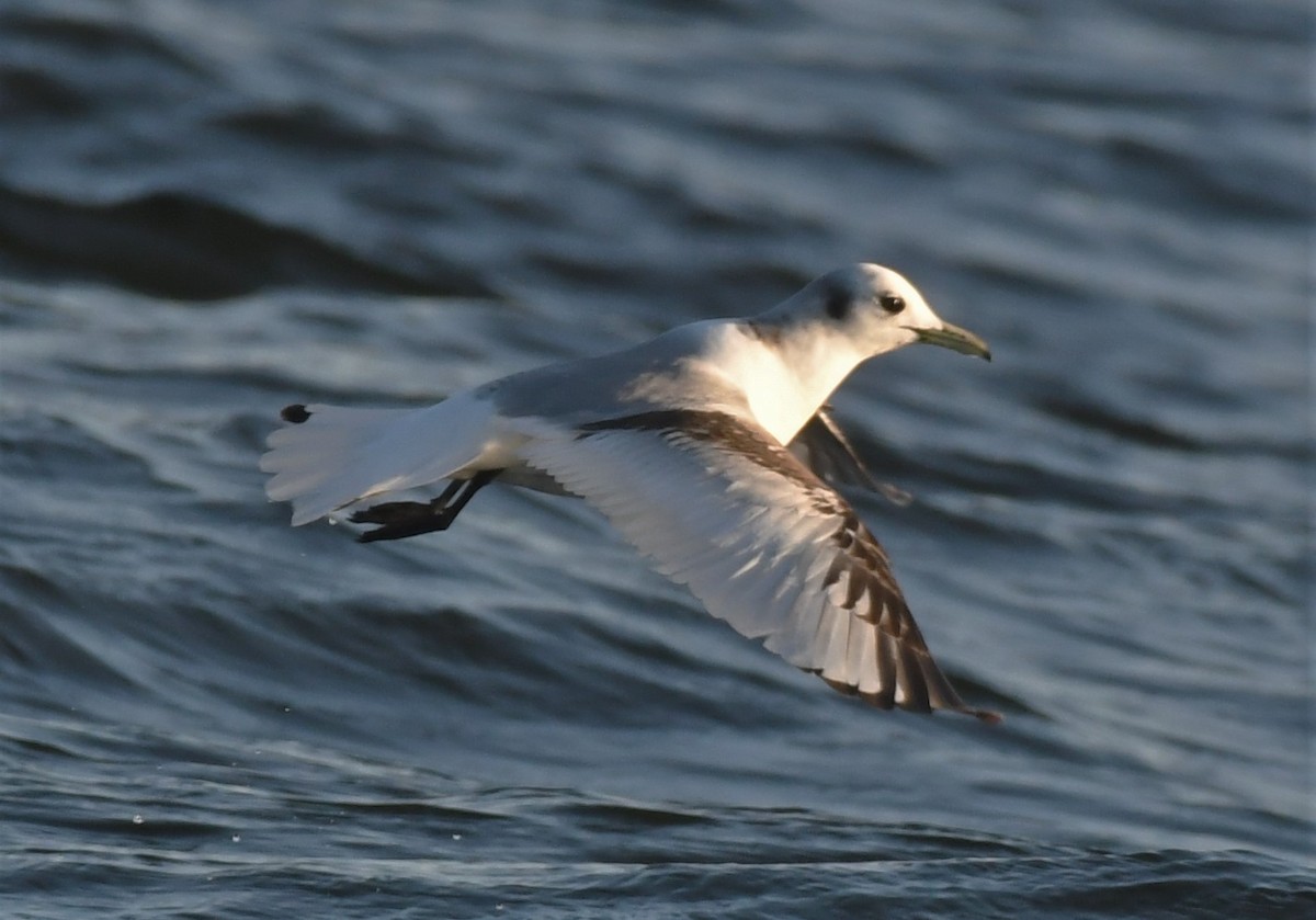 Black-legged Kittiwake - ML350320201