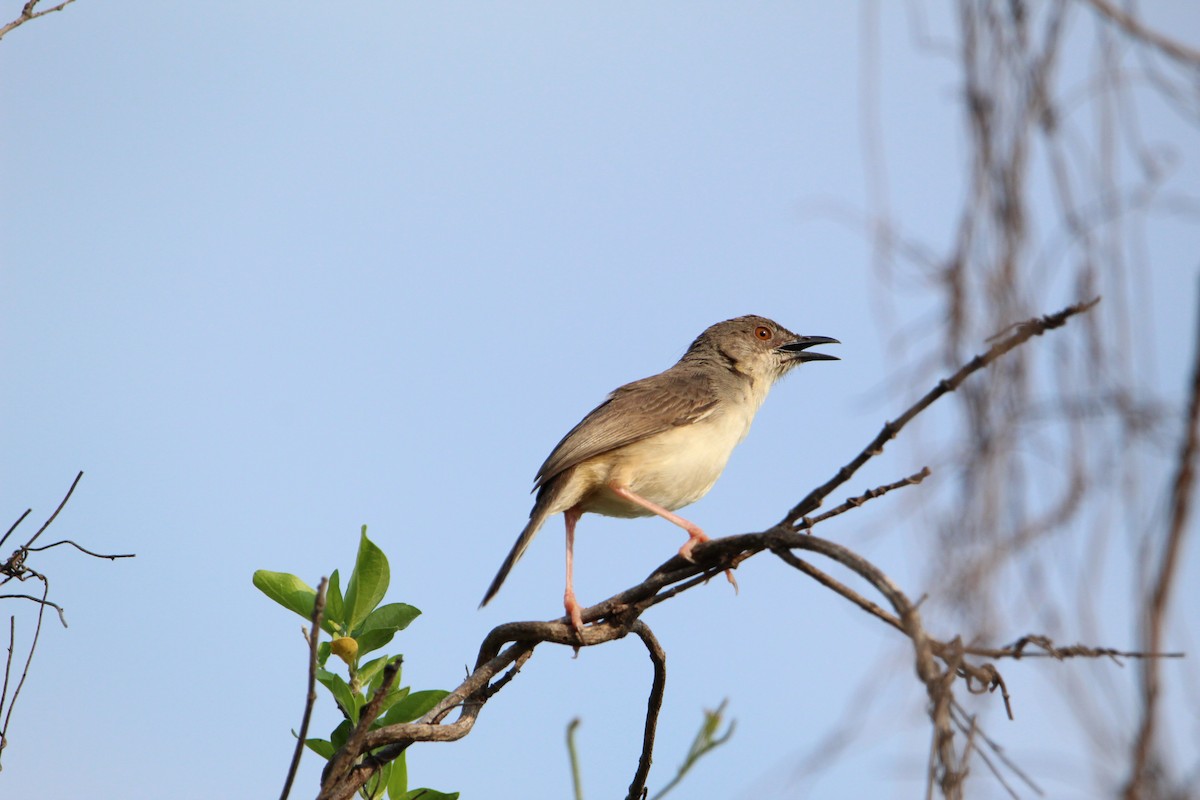 Prinia forestière - ML350320281