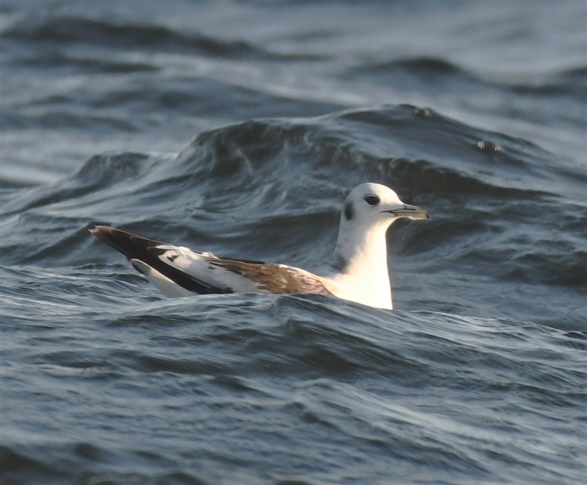 Black-legged Kittiwake - ML350320351