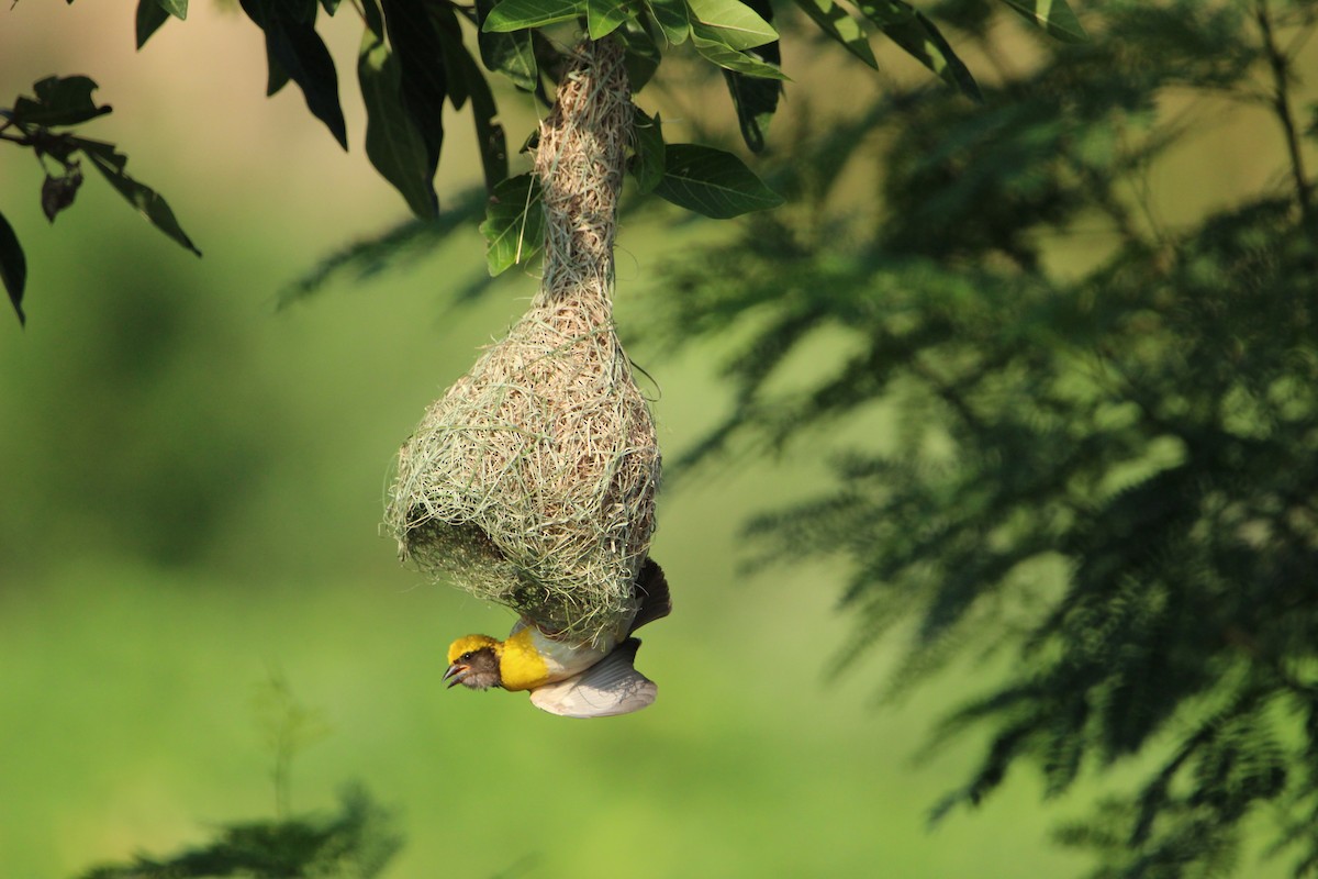 Baya Weaver - ML350320451