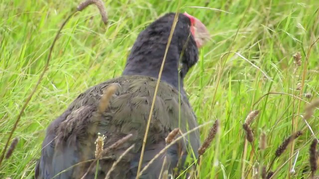 Calamón Takahe - ML350320461