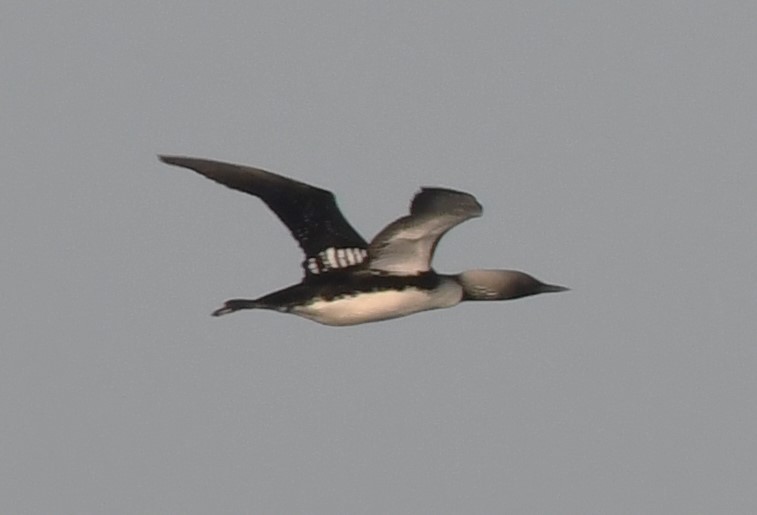 Pacific Loon - ML350320891