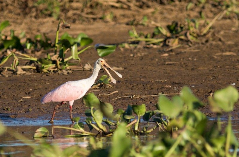 Roseate Spoonbill - ML350320901