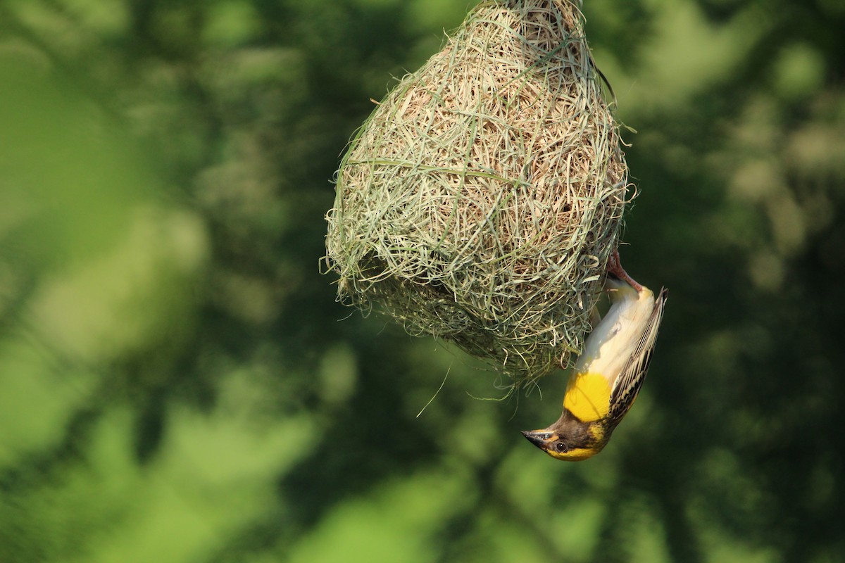 Baya Weaver - ML350321181