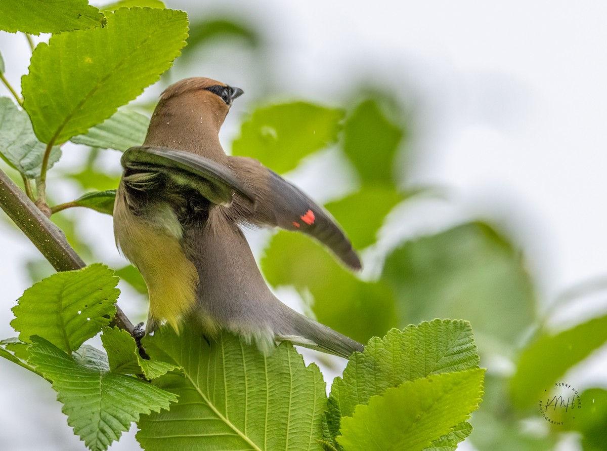 Cedar Waxwing - ML350321461