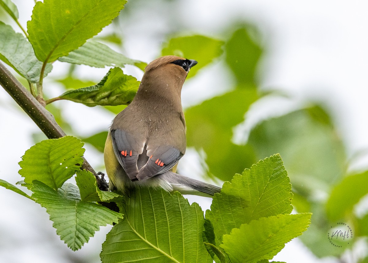 Cedar Waxwing - ML350321471