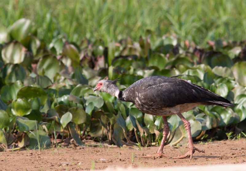 Southern Screamer - ML350323691