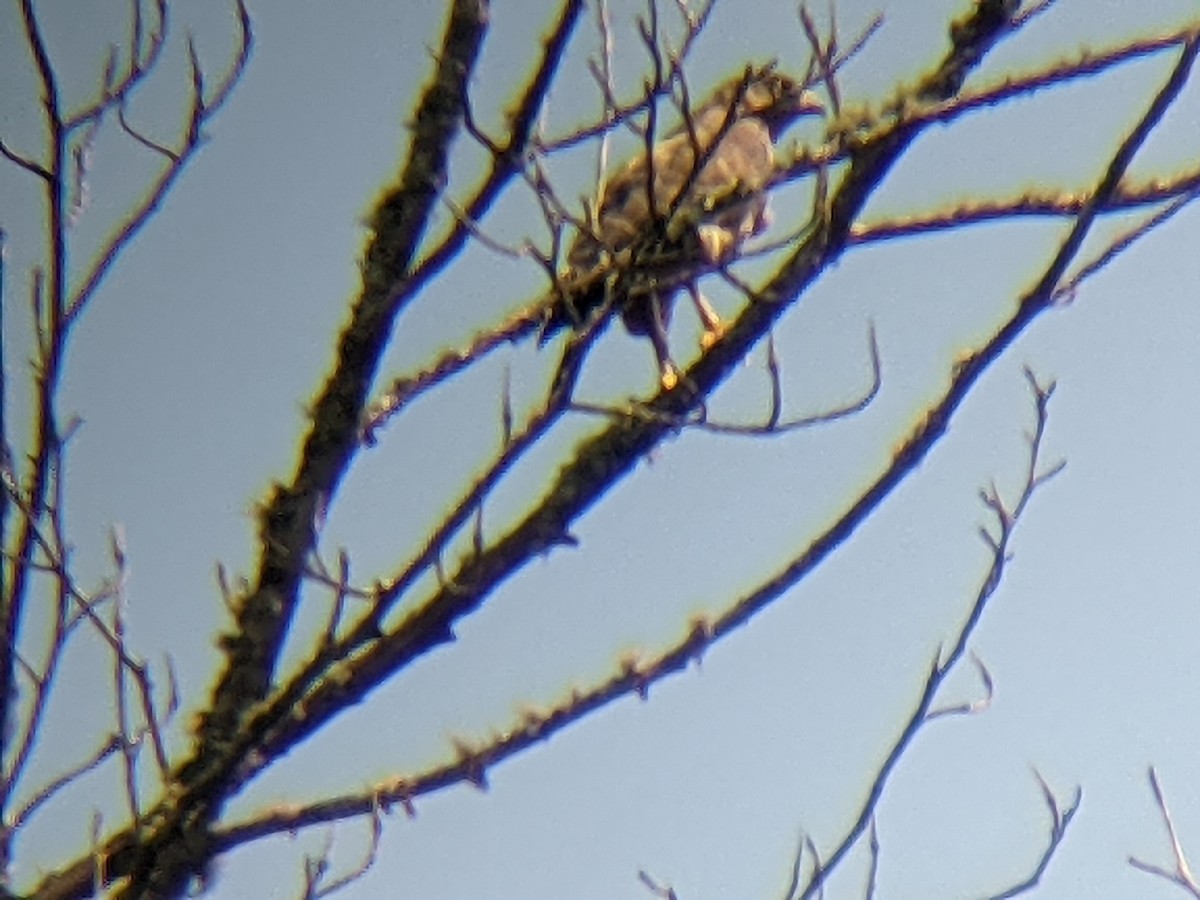 Broad-winged Hawk - ML350323701