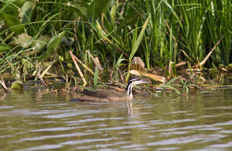 Sungrebe - ML350323711