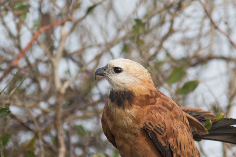 Black-collared Hawk - ML350323791