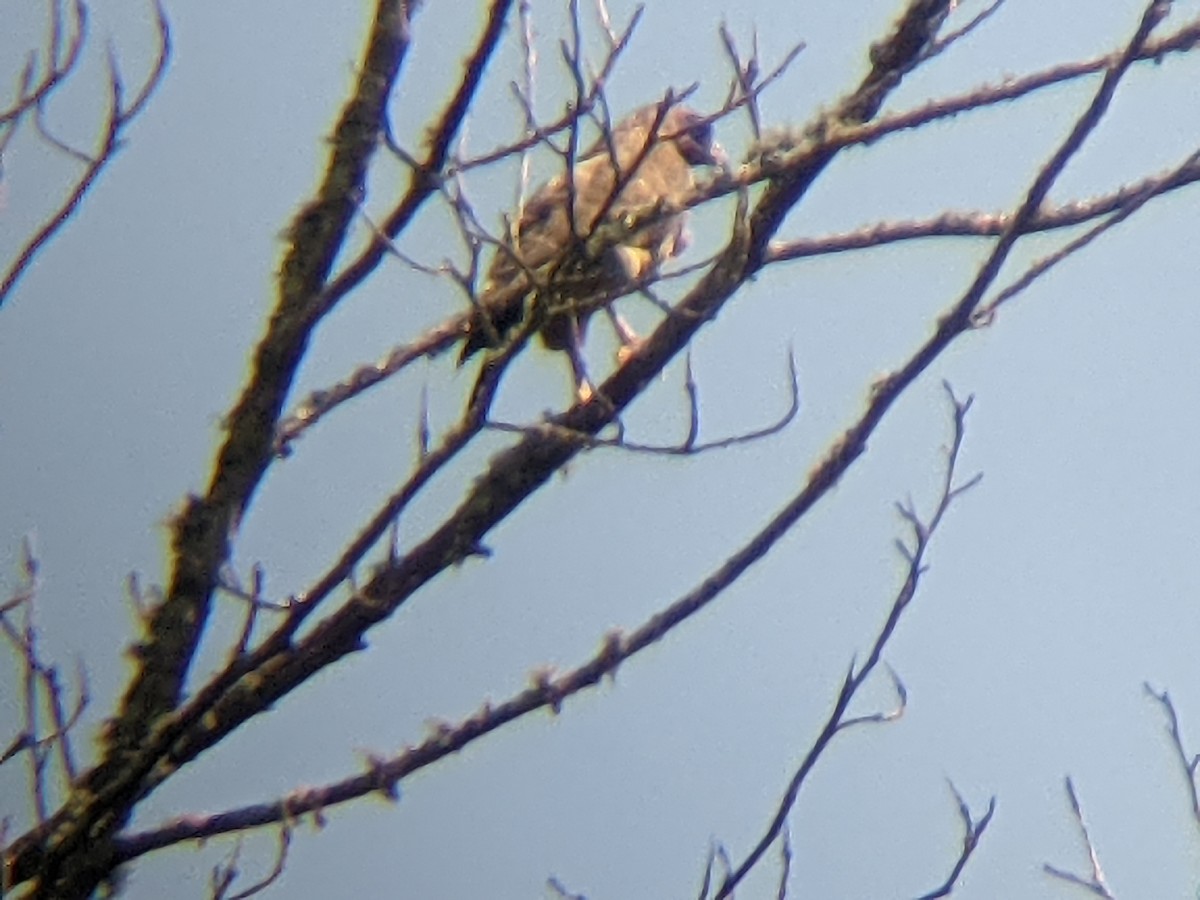 Broad-winged Hawk - ML350323941