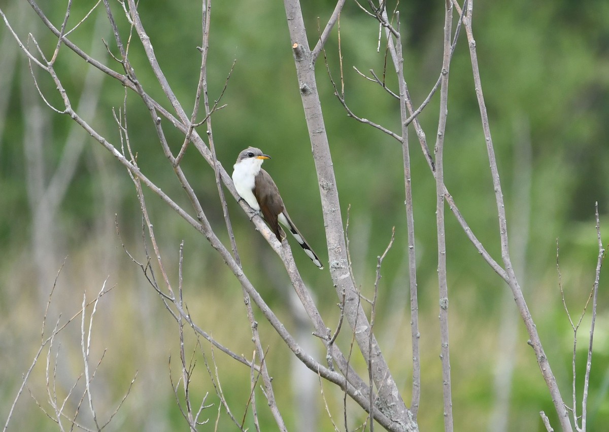 Yellow-billed Cuckoo - Alenka Weinhold